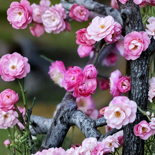 Peach Pink Ume Tree Live Plant – Prunus mume Flowering Apricot with Fragrant Double Blossoms, Ornamental Plum Tree for Garden and Landscape