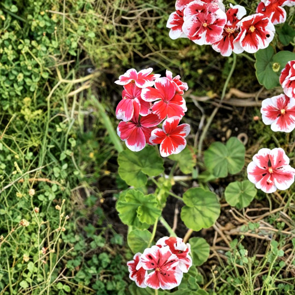 Rare Red & White Zonal Geranium Cutting – Pelargonium Live Starter Plant, 6 Inch Unrooted, Hardy Blooming Variety