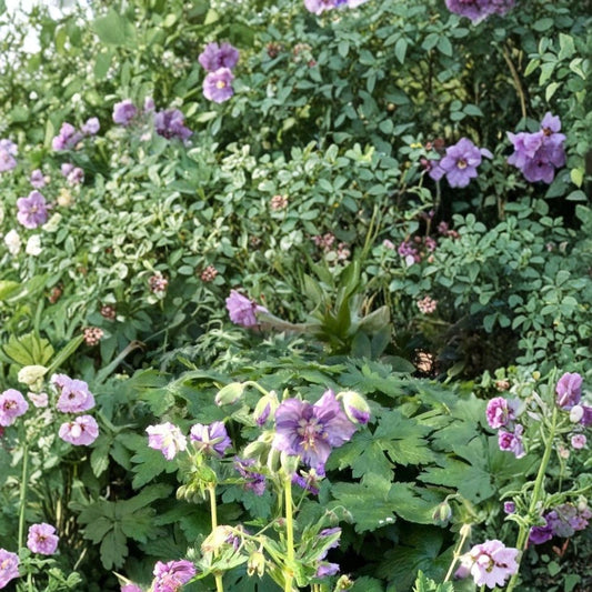 Lavender Pinwheel Geranium Seeds – 25+ Pelargonium Flower Seeds for Garden & Patio, Vibrant Lavender Blooms, Easy to Grow