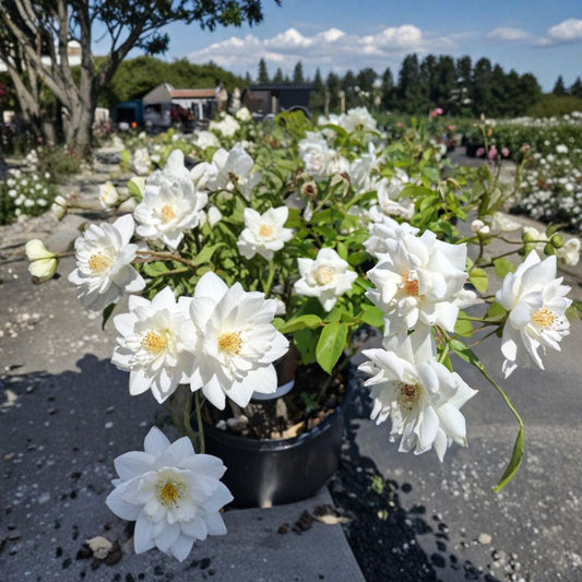 Iceberg Floribunda Rose – Live Bush Plant in 3 Gallon Pot, Pure White Flowers, Repeat Blooming, Rosa Hybrid Garden Shrub