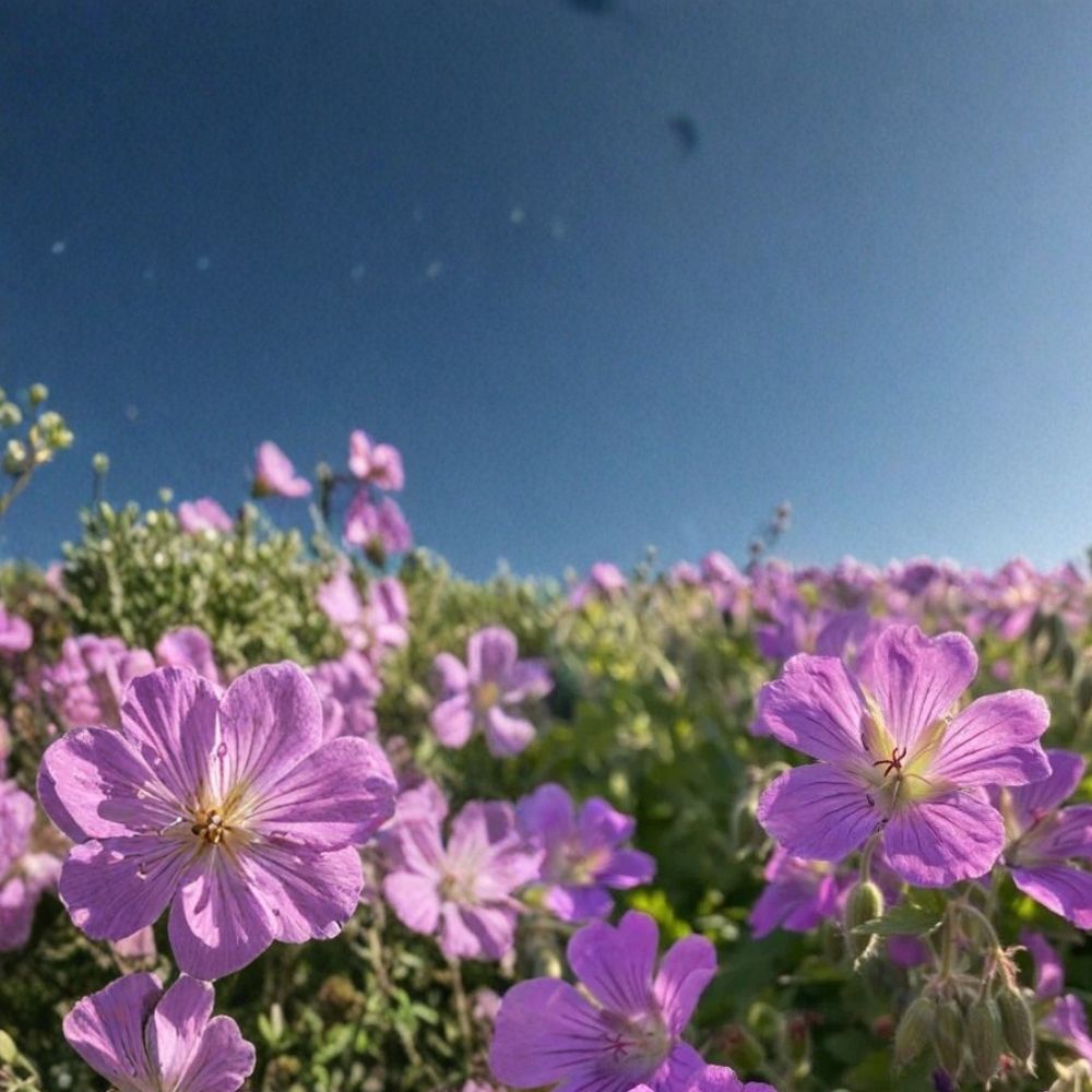 Sirak Geranium Seeds – 25+ Pelargonium Flower Seeds for Garden, Bright Colorful Blooms, Easy to Grow, Pollinator Attracting, Free Shipping
