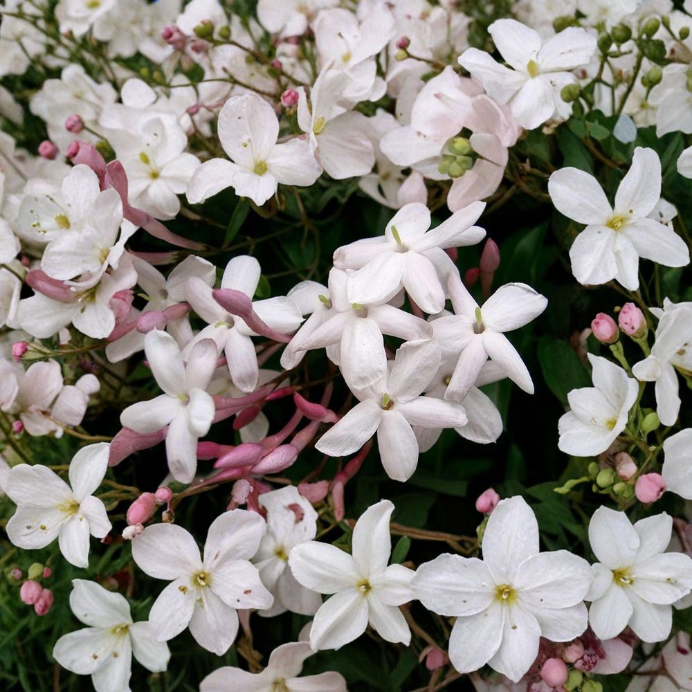 Pink Jasmine Vine Plant – Jasminum polyanthum Live Starter, Fragrant Winter Blooms, Indoor Outdoor Climbing Plant, Trellis & Patio Friendly
