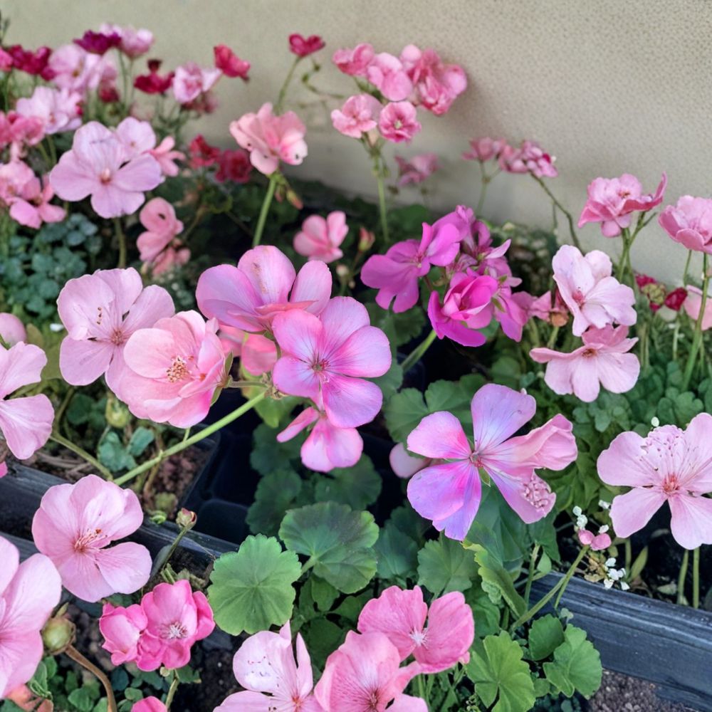 Big Eze Pink Batik Geranium Live Plant – Pelargonium Plug Starter for Patio & Garden, Easy to Grow Flower Plant