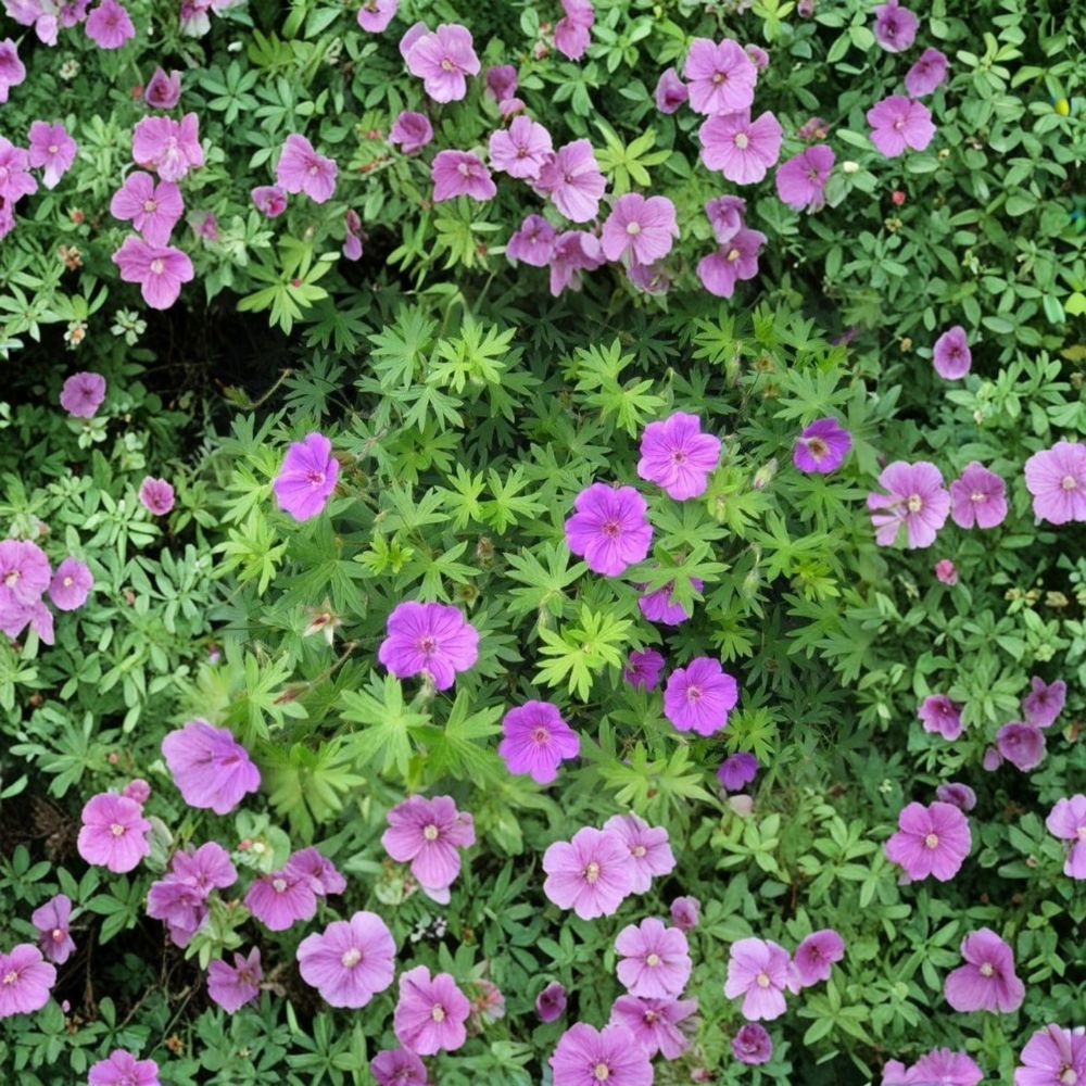 Wild Geranium Bare Roots – 30 Organic Cranesbill Geranium maculatum Perennial Plants for Shade Gardens, Native Flowering Plants