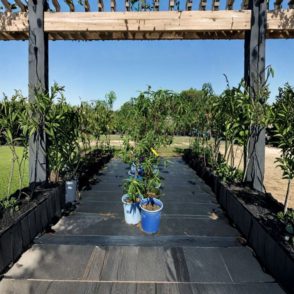 Sun Prince Peach Tree – Prunus persica Live Plant | 4–6 Feet Tall | Cold Hardy Fruit Tree with Sweet Juicy Freestone Peaches | Self-Pollinating