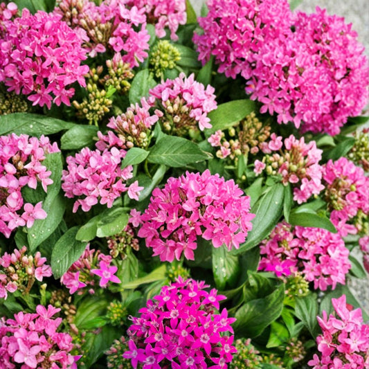 Graffiti Violet Geranium Seeds – Pelargonium Flower Seeds, Vibrant Violet Blooms, Patio & Garden, Easy to Grow, 25+ Seeds Included