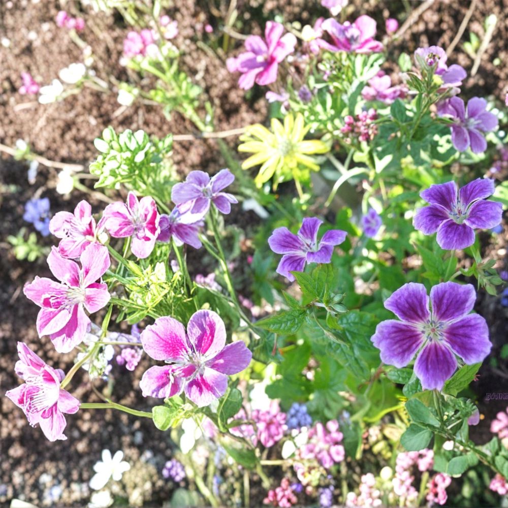 Blueberry Ice Geranium Seeds – 25+ Pelargonium Flower Seeds for Garden & Container, Blue and White Blooms, Easy to Grow