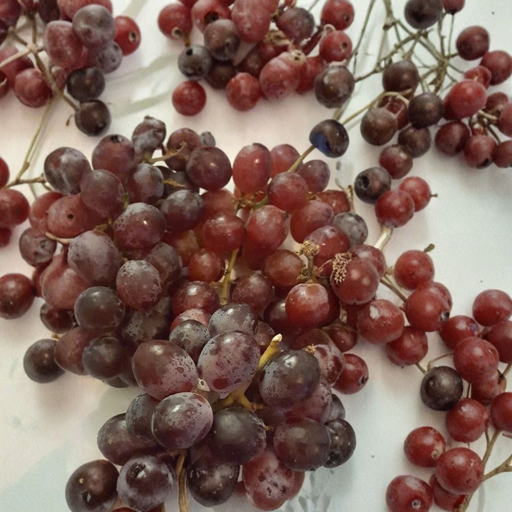 Vanessa Red Seedless Grape Vine – Vitis vinifera 3 Gallon Live Plant, Self-Fertile, Sweet Red Grapes, Easy to Grow