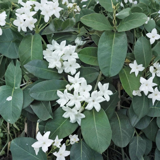 Madagascar Jasmine Plant – Stephanotis floribunda Live Starter, Fragrant White Vine, Indoor Outdoor Climbing Plant, Ships with Pot