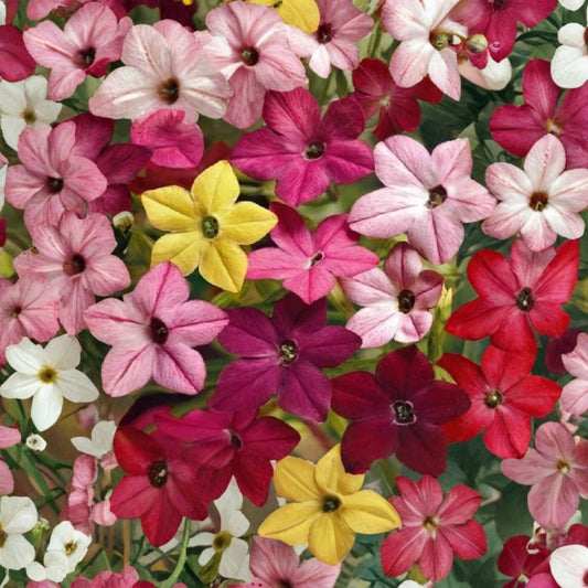 Jasmine Tobacco Seeds – Nicotiana alata Sensation Mix, 5,000+ Fragrant Evening Flowers, Colorful Garden Blooms, Easy to Grow