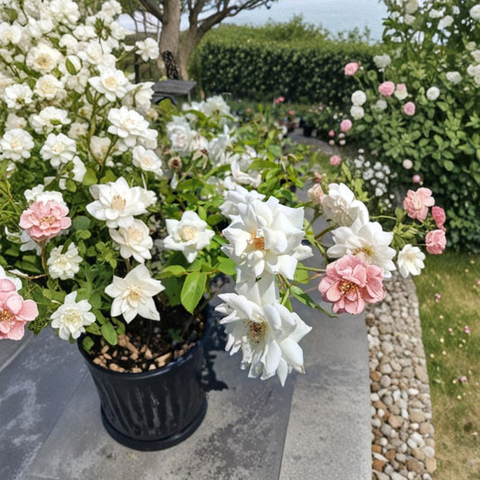Iceberg Floribunda Rose Live Plant – Pure White Hybrid Rose, 2 Gallon, Repeat Bloomer, Easy to Grow, Rosa Hybrid
