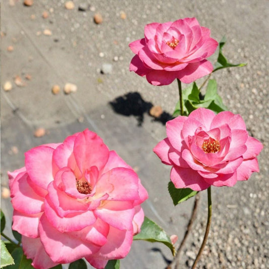 Nicole Everblooming Floribunda Rose Plant – 2 Gallon White & Pink Flowering Shrub, Repeat Blooming Garden Rose, Hardy Rosa Hybrid