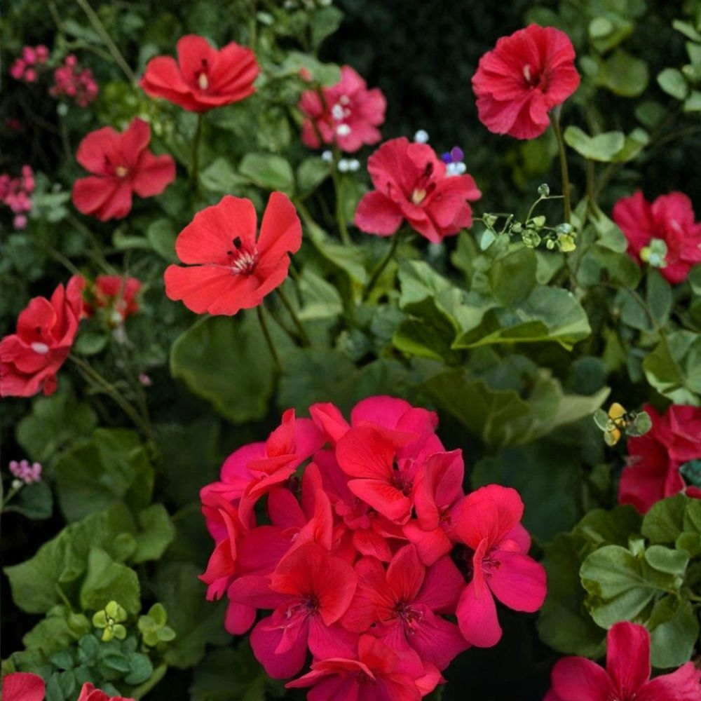 Presto Dark Fuchsia Geranium Seeds – 25+ Premium Flower Seeds for Vibrant Garden Blooms, Patio & Balcony Gardening, Easy to Grow