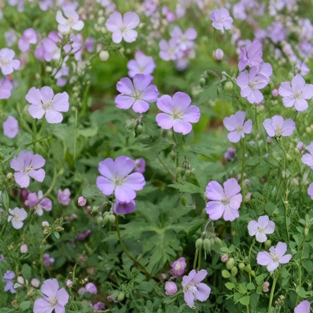 Wild Geranium Bare Roots – Geranium maculatum – Native Woodland Perennial – Shade Garden Favorite – 10 Plants