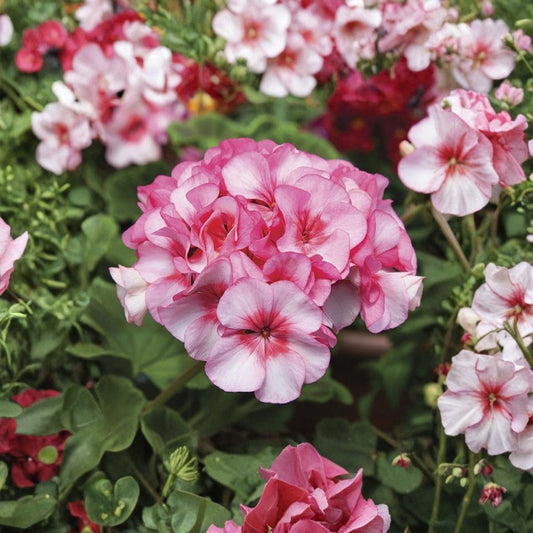 Horizon New Star Geranium Seeds – F1 Hybrid Pelargonium, Compact Flowering Plant, Patio & Container Friendly, 15 Premium Seeds