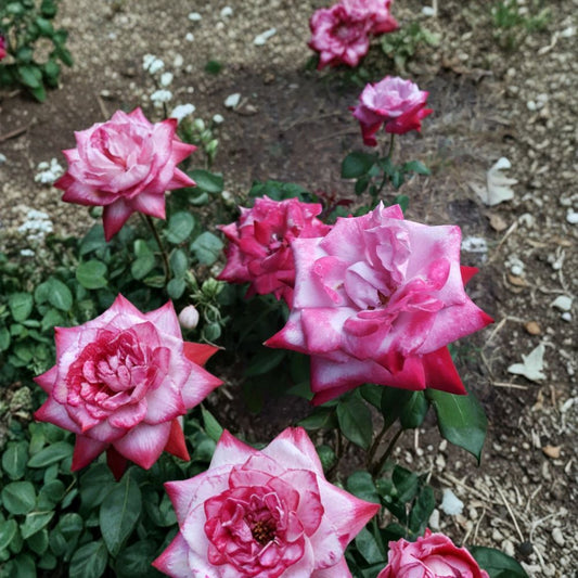 Paradise Hybrid Tea Rose – Rosa Hybrid Live Plant 1 Gallon Lavender Pink Magenta Fragrant Cut Flower Rose