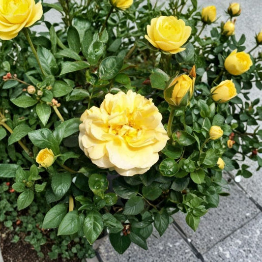 Julia Child Floribunda Rose – Rosa Hybrid Live Bush Plant, Butter Gold Flowers, Fragrant Garden Rose, 5 Gallon Size, AARS Award Winner
