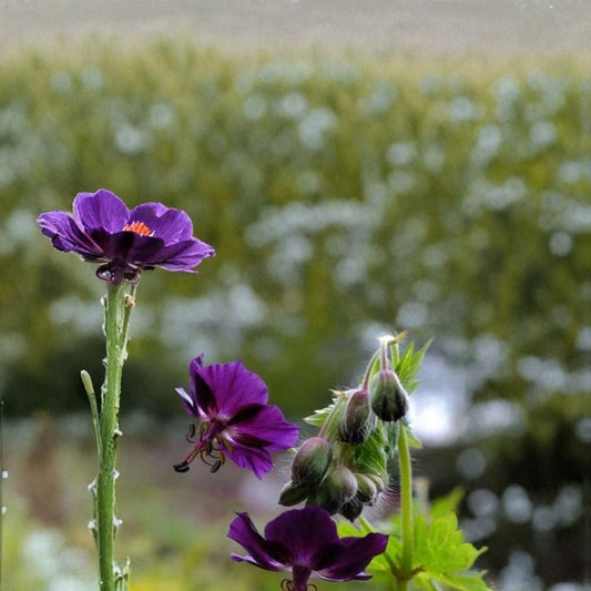 Lisa Geranium Seeds – Pelargonium Flower Seeds, Colorful Blooms, Patio & Balcony Gardening, Easy to Grow, 25+ Seeds Included