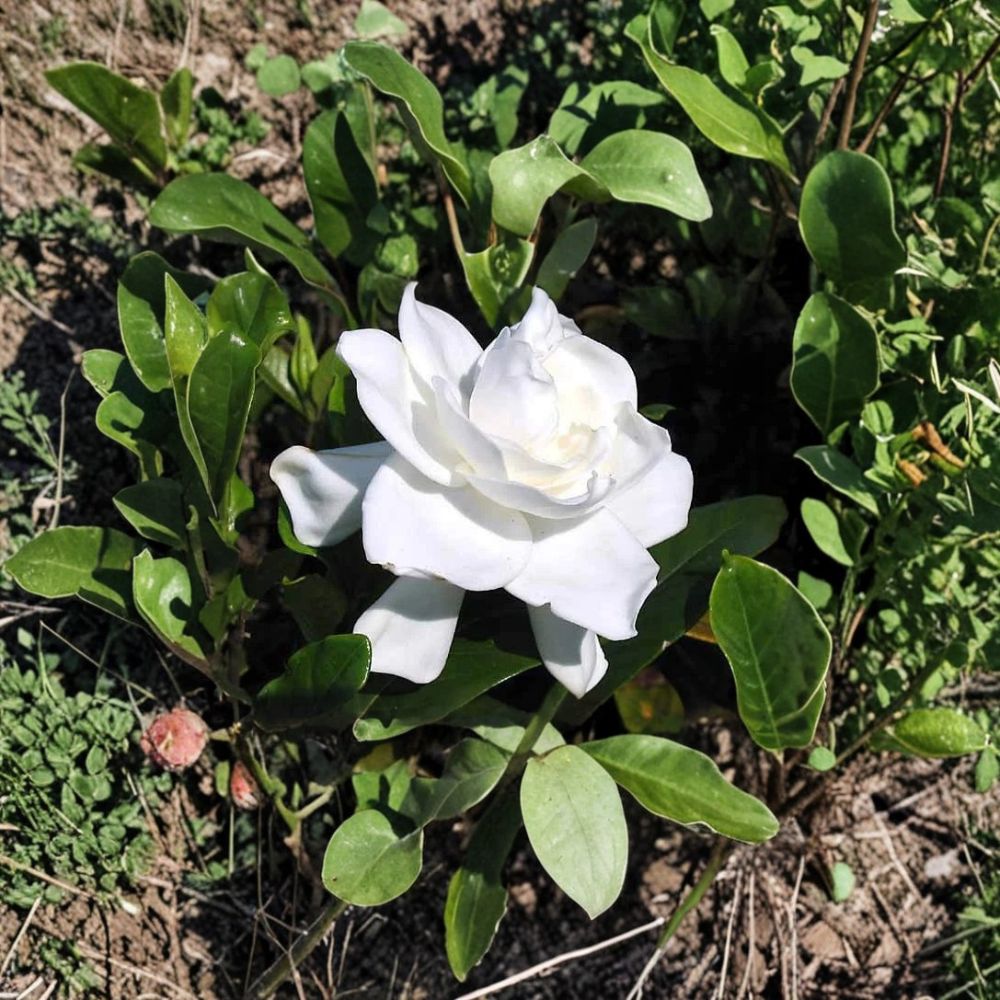 Gardenia Live Plants – 2 Rooted Cuttings of Cape Jasmine Bush | Fragrant White Flowers | Outdoor Patio Garden Shrubs