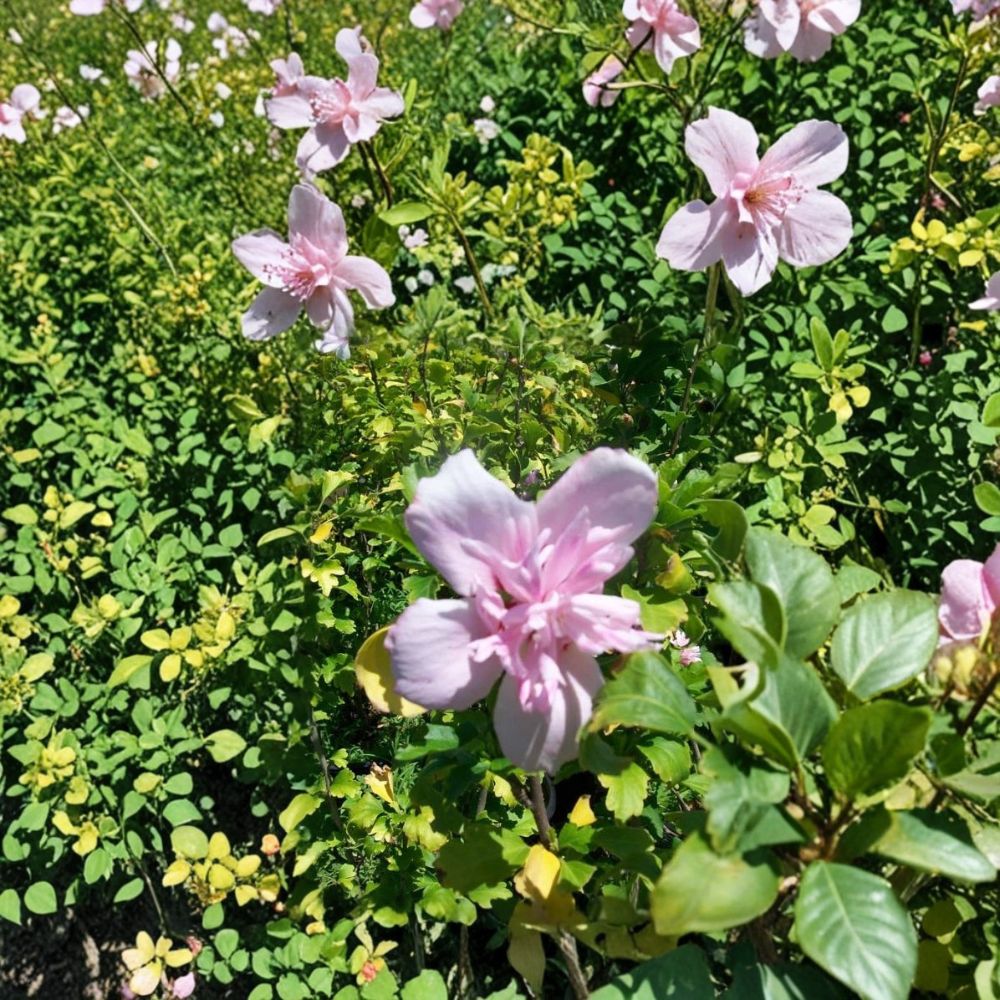 Double Pink Althea Rose of Sharon Live Plant | Hibiscus syriacus | 1 Gallon Flowering Shrub with Double Pink Blooms | Hardy Landscape Plant