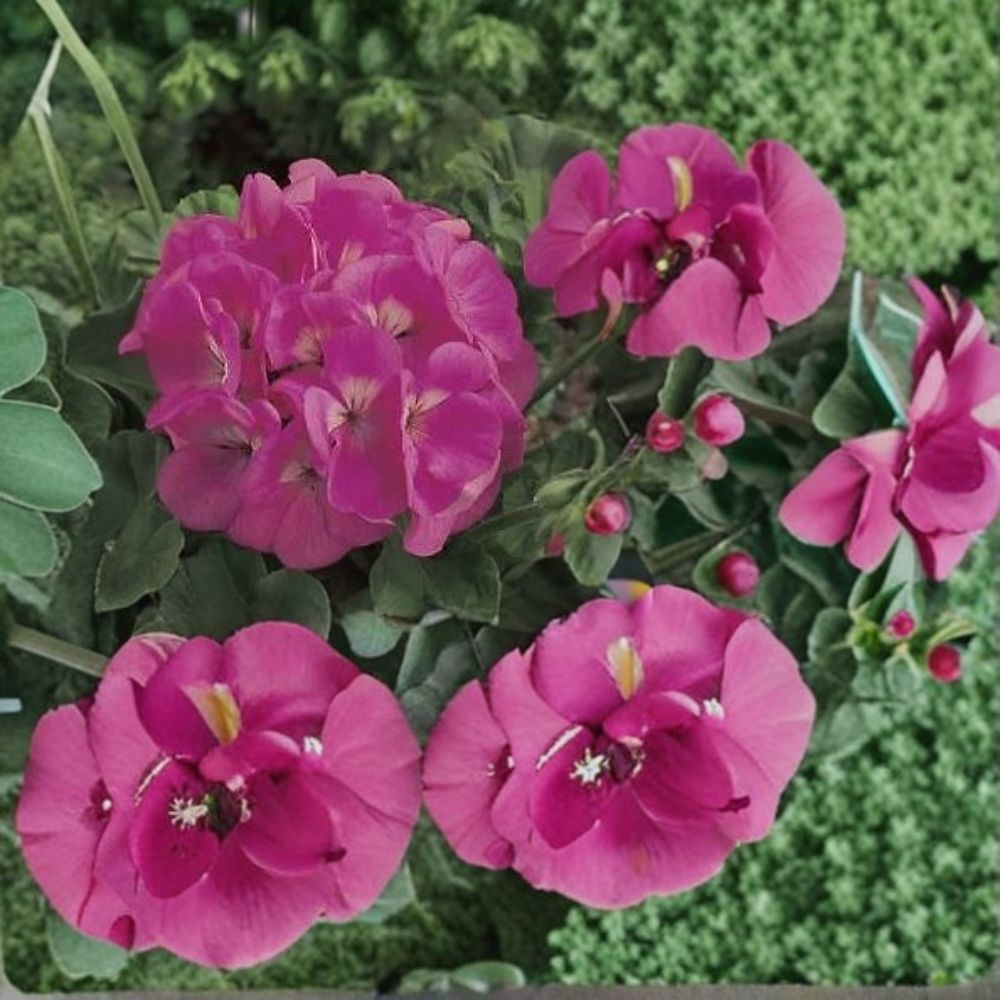 Geranium Maverick Pink Pelargonium Seeds – Bright Pink Blooms, 1,000 Seeds for Garden & Pot Planting, Easy to Grow, Hardy Outdoor Plant