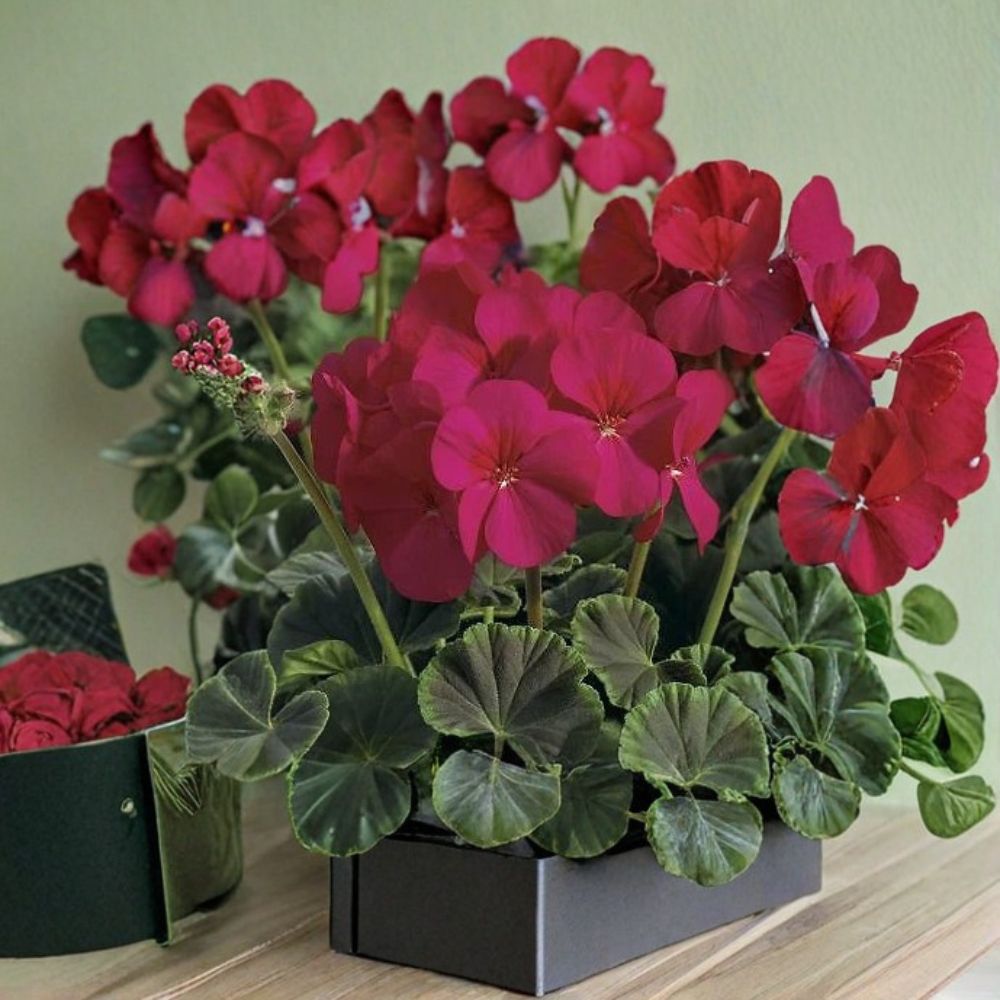 Bullseye Cherry Geranium Seeds – 100 Pelargonium Seeds with Cherry Red Blooms & Chocolate Foliage, Easy to Grow, Garden Flower Plant