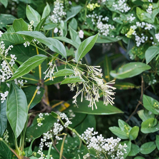 Night Blooming Jasmine Plant – Cestrum nocturnum Live Starter, Fragrant Night Flowering Shrub, Indoor Outdoor Patio Plant, 4–6 Inches Tall