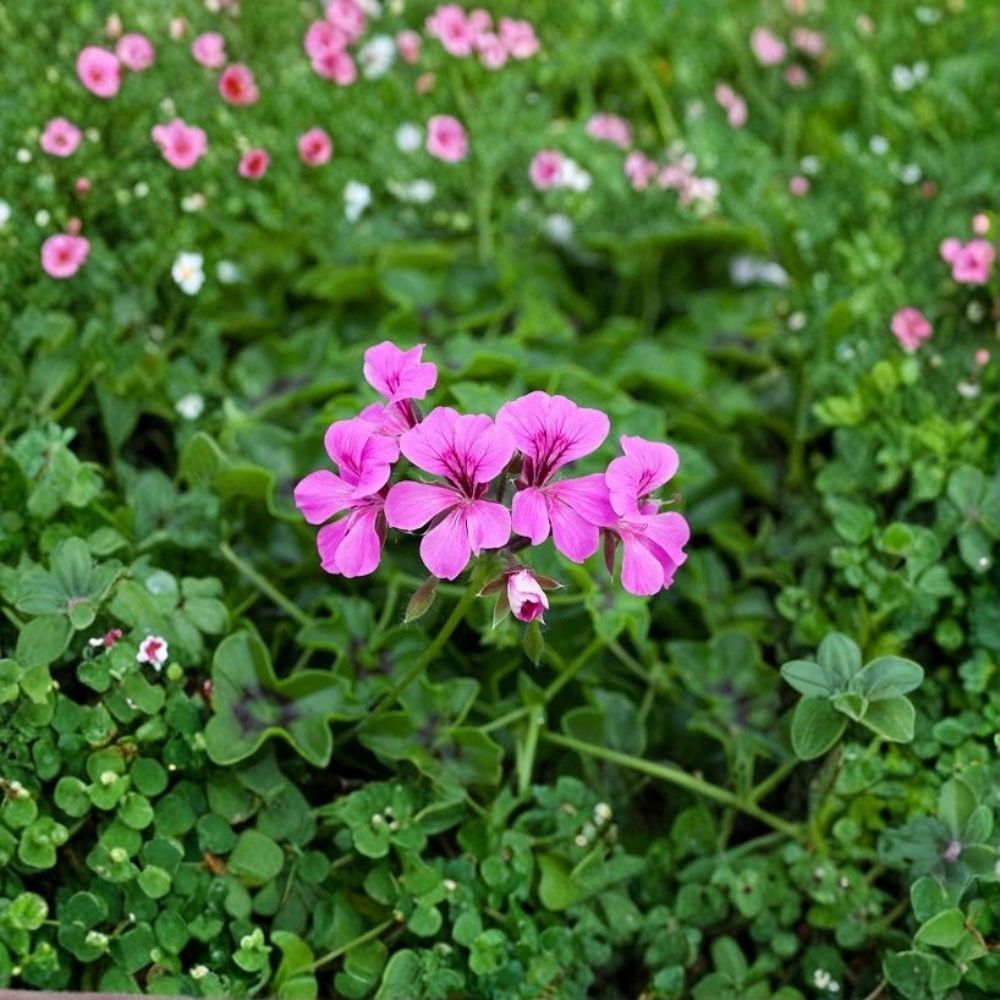Reach Out Light Purple Geranium Seeds – 100 Ivy Pelargonium Trailing Pastel Purple Flowers for Baskets & Pots