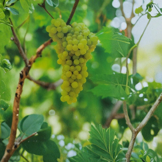 Lakemont Seedless White Grape Vine – Vitis vinifera Live Plant, 2-Gallon, Self-Fertile Table Grape, Sweet Seedless White Grapes