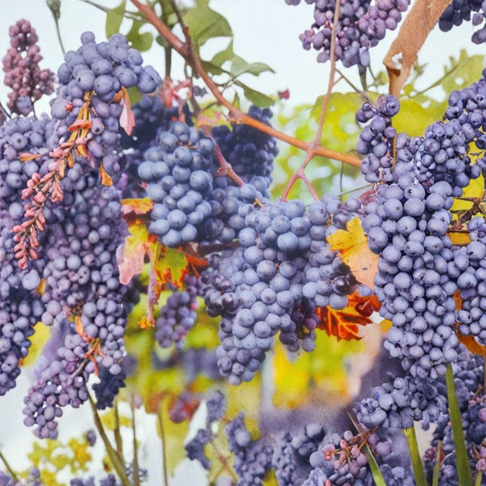 Venus Blue Grape Vine – Vitis Hybrid Live Plant | 3 Gallon | Sweet Blue Grapes | Fast Growing Fruit Vine