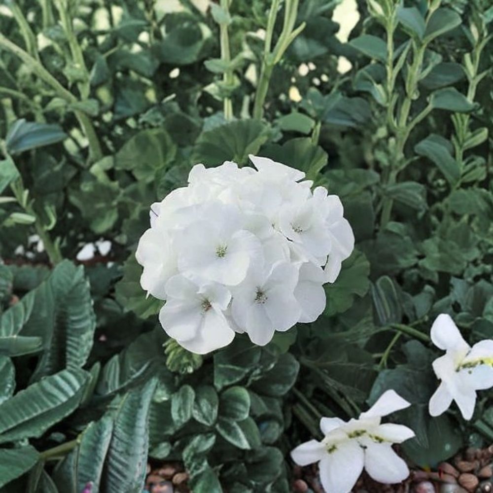 Geranium Seeds Maverick White – Pelargonium, Pure White Blooms, Garden & Pot Plant, 1,000 Seeds