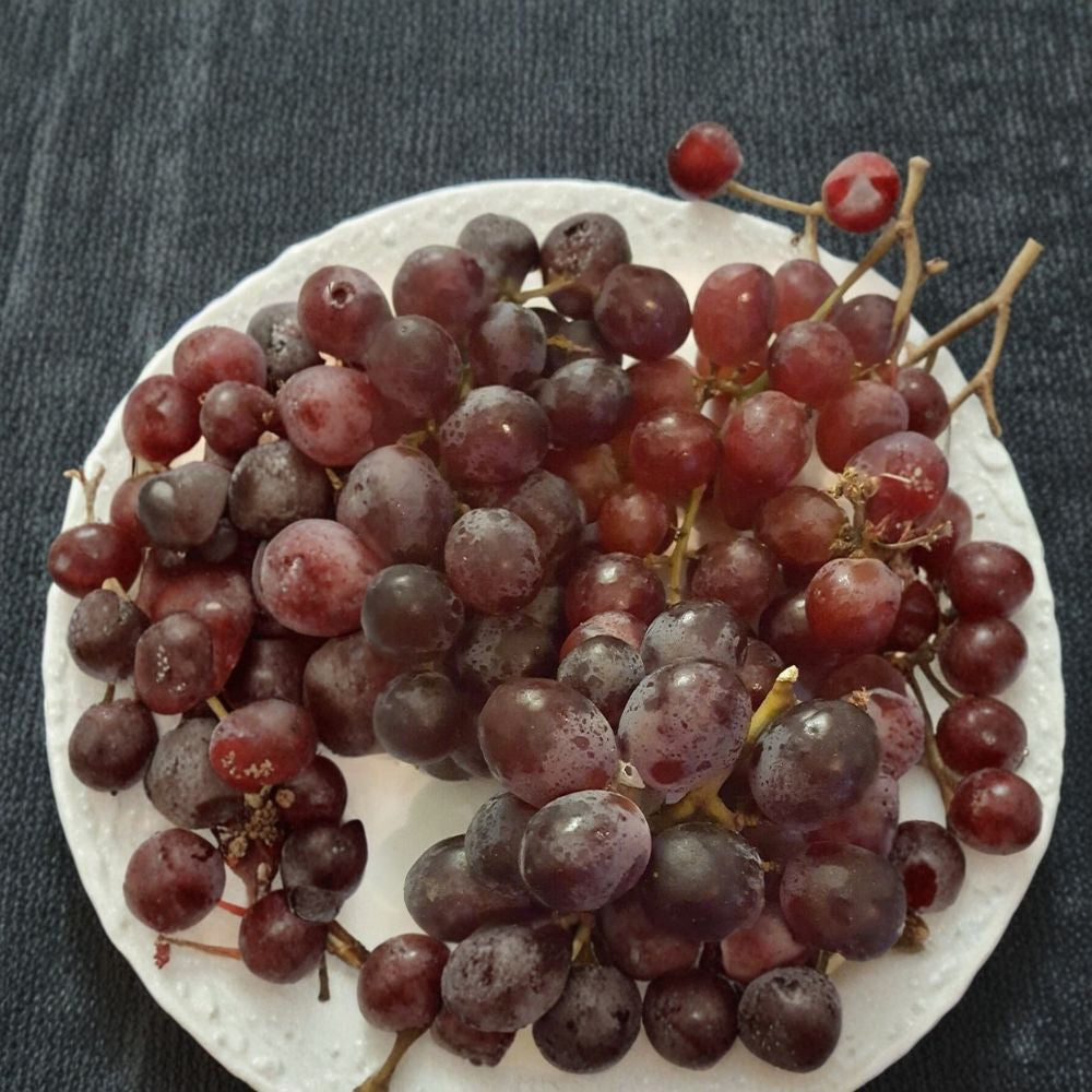 Vanessa Red Seedless Grape Vine – Vitis vinifera Live Plant, 2 Gallon, Self-Fertile, Sweet Red Grapes, Easy to Grow Garden Plant