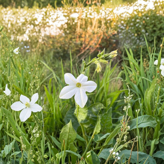 Jasmine Tobacco Seeds – Organic Nicotiana alata Night Fragrant Flower Pollinator Garden Seeds 1000+