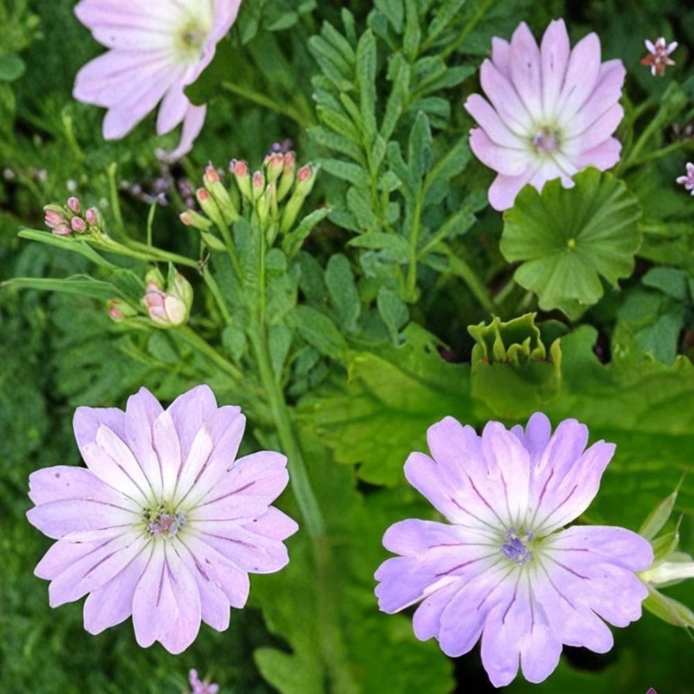 Hexham Lace Geranium Seeds – 25+ Premium Hardy Flower Seeds for Cottage Garden Blooms | Vibrant, Lace-like Foliage, Easy to Grow