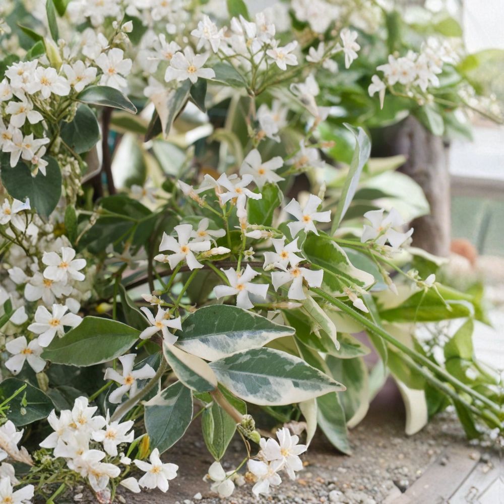Variegated Confederate Jasmine Live Starter Plant | Fragrant Climbing Vine | Indoor Outdoor | Trachelospermum jasminoides | 2-8 Inches
