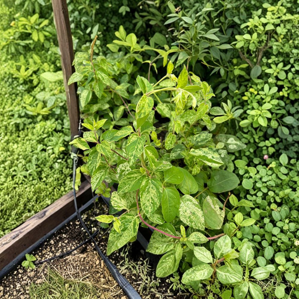 Variegated Honeysuckle Vine Live Plant – Lonicera japonica ‘Mint Crisp’ Fragrant Climbing Vine with Cream & Green Foliage for Garden Trellis