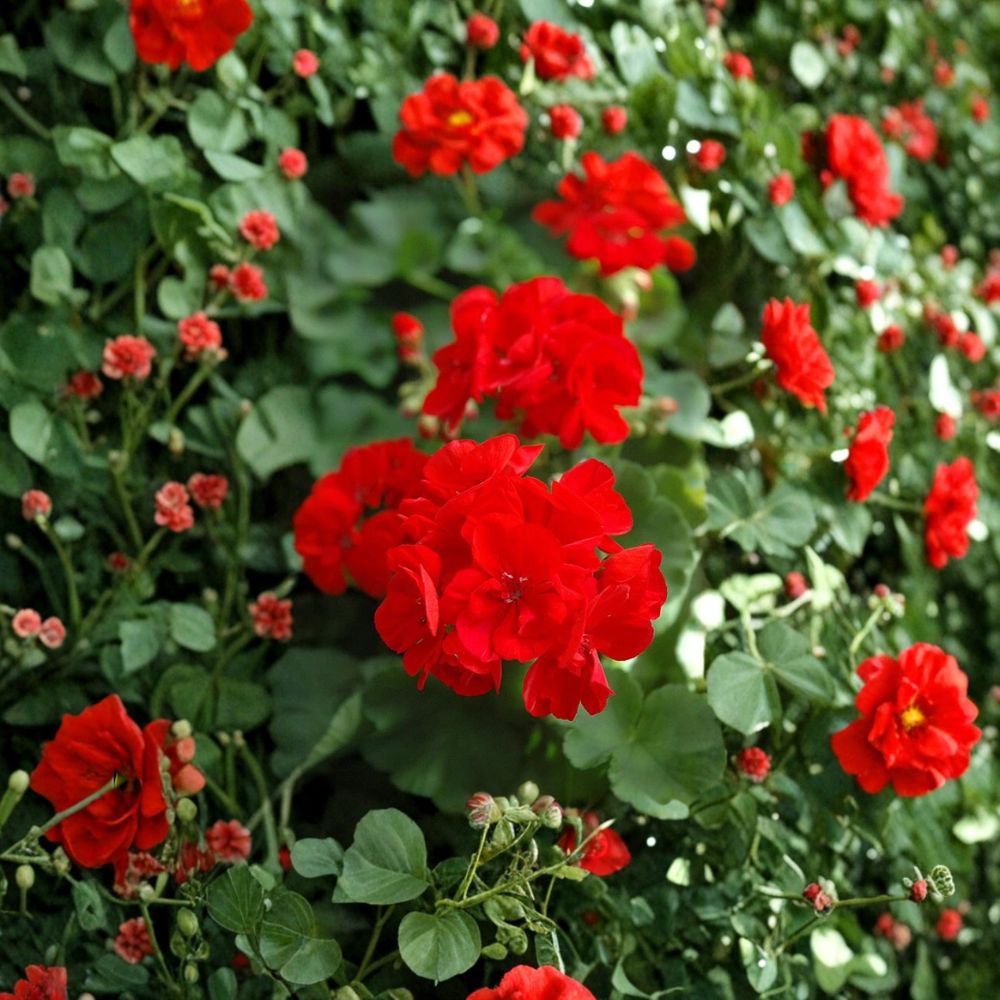 Red Geranium Cuttings – 20 Fresh Pelargonium Propagation Plants for Garden & Patio | Easy to Root Flowering Plants