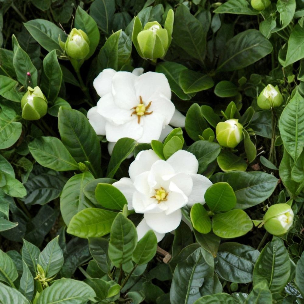 Gardenia ‘Buttons’ Live Plant – Double White Flowers, Dwarf Cape Jasmine, Fragrant Compact Shrub, Patio & Indoor Friendly