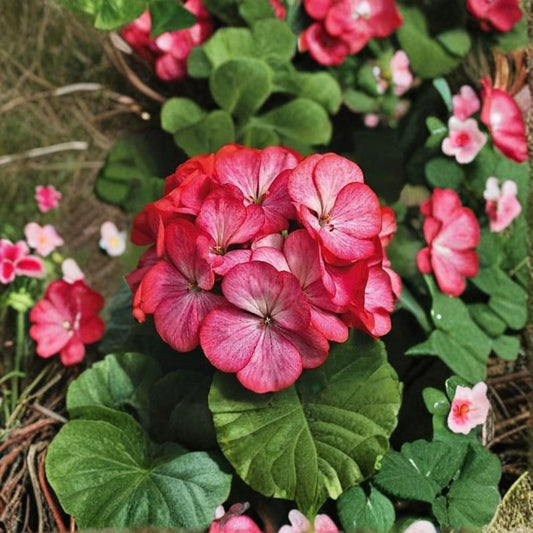 Maverick Scarlet Picotee Geranium Seeds – 100 Zonal Pelargonium Seeds for Garden & Patio Flowers, Bright Scarlet Rimmed Blooms