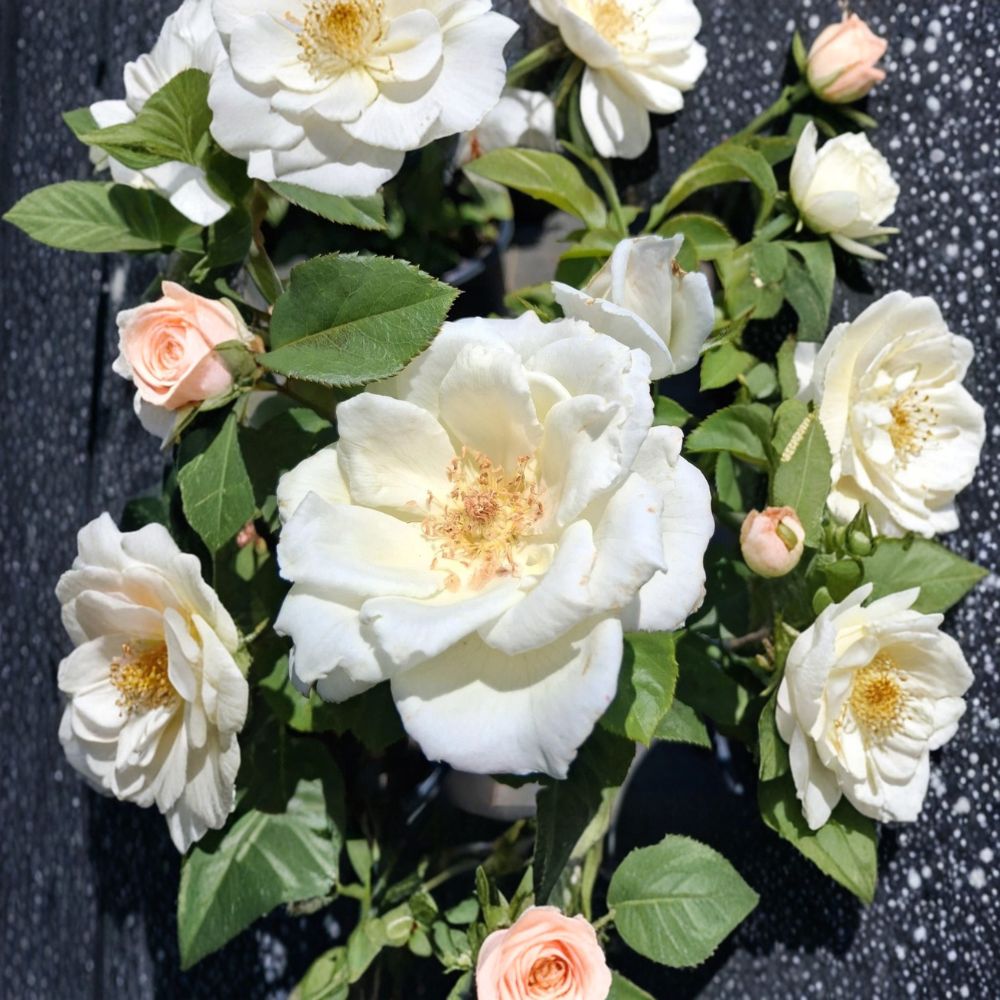 White Lightnin Grandiflora Rose – Rosa Hybrid Live Plant, 2 Gallon, Pure White Garden Shrub, Easy to Grow, Root-Wrapped, Elegant Border Plant