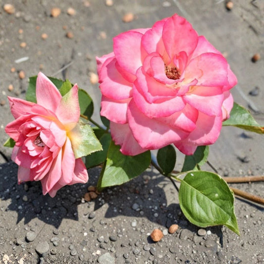 Nicole Everblooming Floribunda Rose – Rosa Hybrid Live Bush Plant in 5 Gallon Size with White & Pink Flowers, Repeat Blooming Garden Rose