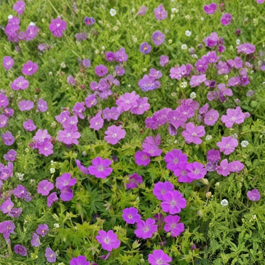 New Hampshire Purple Geranium Seeds – Pelargonium Flower Seeds, Vibrant Purple Blooms, Patio & Garden, Easy to Grow, 25+ Seeds Included