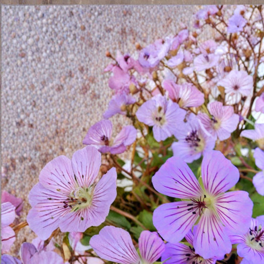 Magical Joy Geranium Seeds – 25+ Pelargonium Flower Seeds for Bright Garden Blooms, Colorful Outdoor Plants, Free Shipping