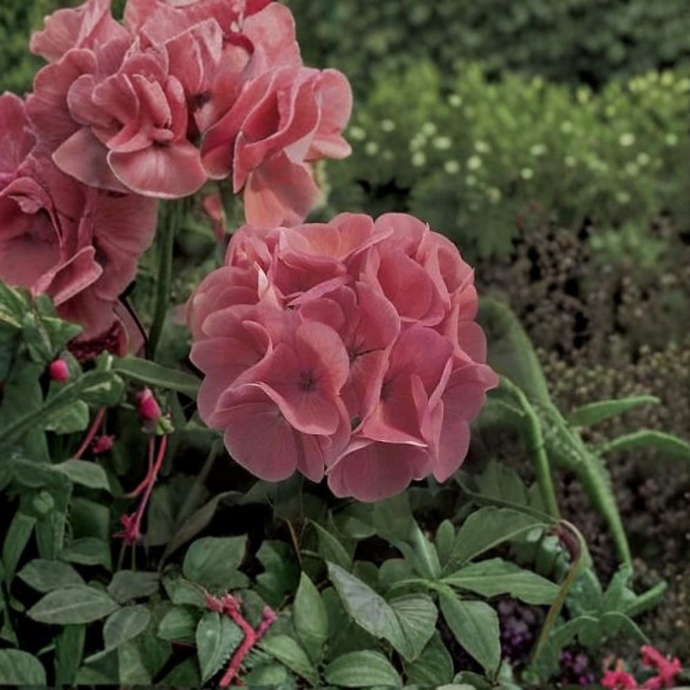 Geranium Maverick Salmon Seeds – Pelargonium Soft Salmon Blooms, Garden & Pot Geranium, Easy to Grow, 1,000 Seeds