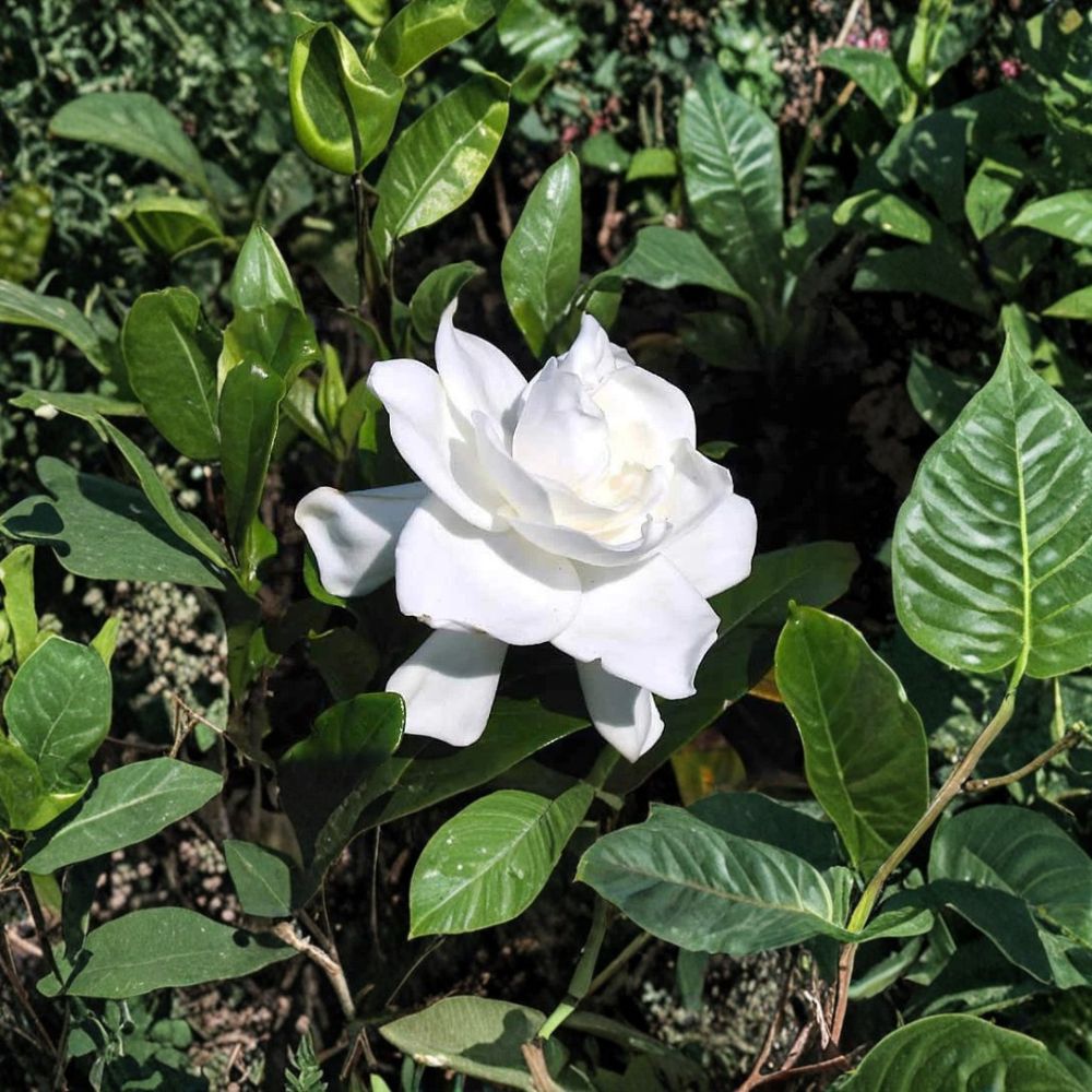 Gardenia Live Plants – 6” Rooted Starter Shrubs – Cape Jasmine Heirloom with Fragrant White Flowers – Bare Root Gardenia Bush