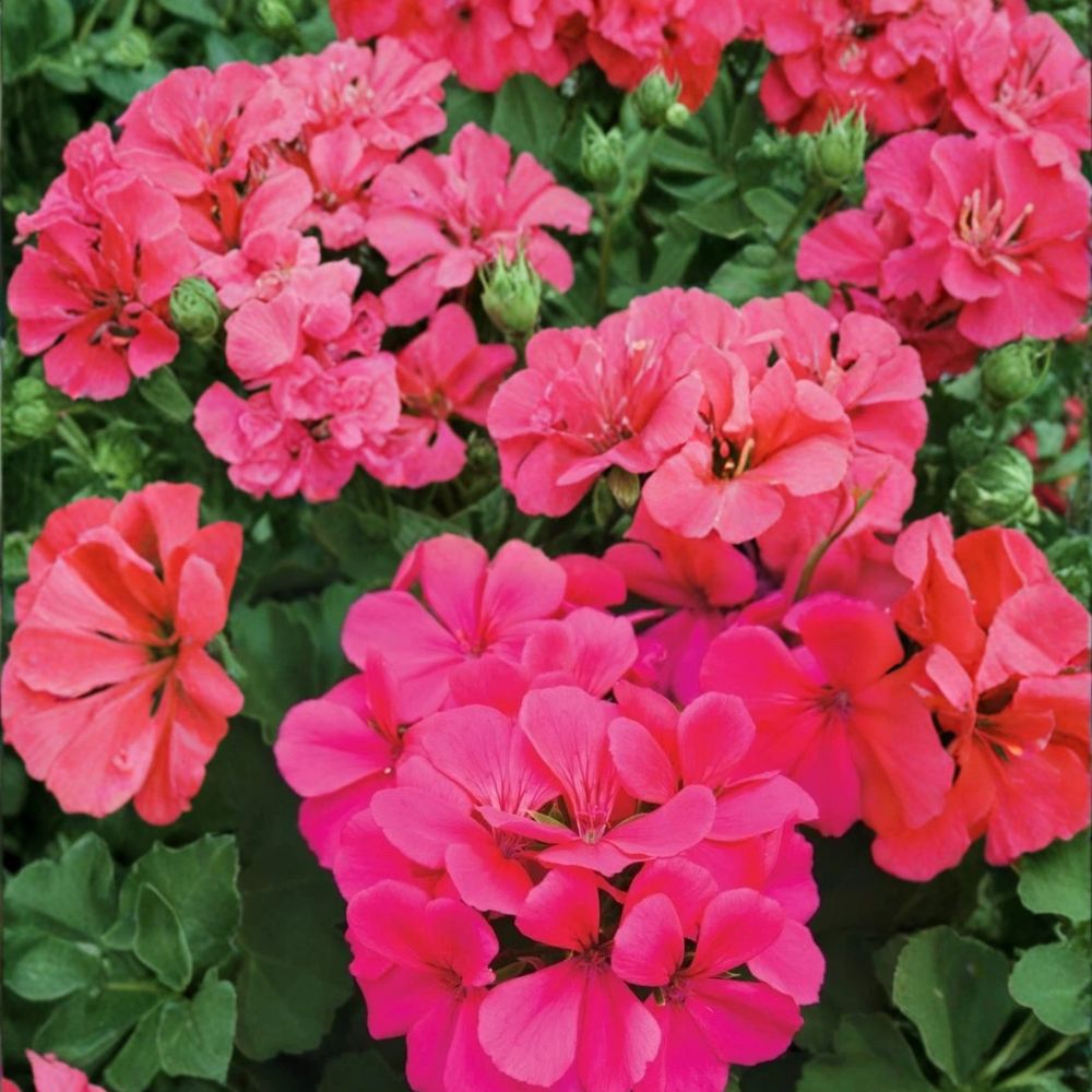 Caliente Dark Rose Geranium Seeds – 25+ Premium Flower Seeds for Patio & Container Gardening | Vibrant Rose Blooms | Easy to Grow Pelargonium graveolens