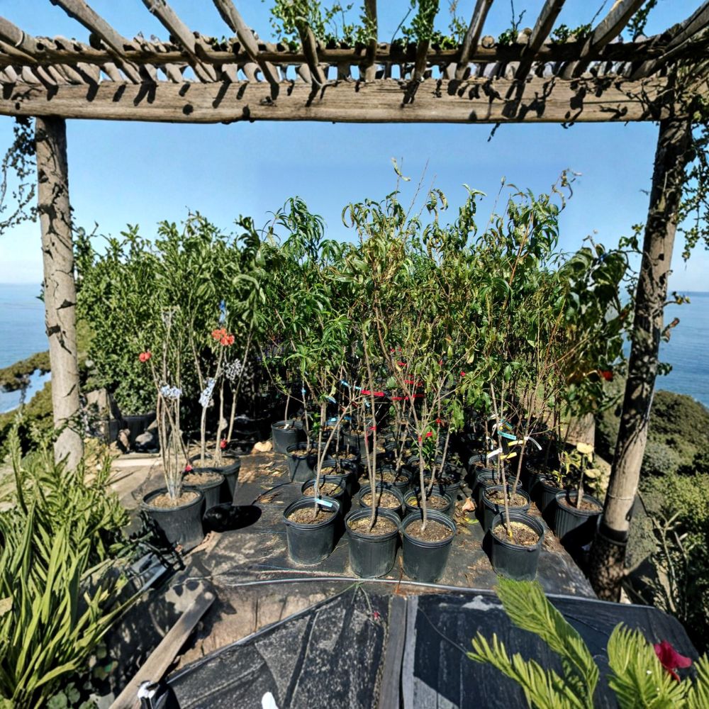 Blaze Prince Peach Tree – Prunus persica Live Fruit Tree with Sweet Juicy Freestone Peaches, Easy to Grow, Mid-Season Harvest