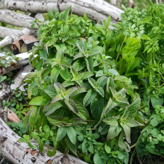 Hillary's Sweet Lemon Mint Cuttings – Mentha suaveolens x piperita f. citrata, Organic Apple Lime Mint, Culinary Herb, Unrooted Live Plant Set