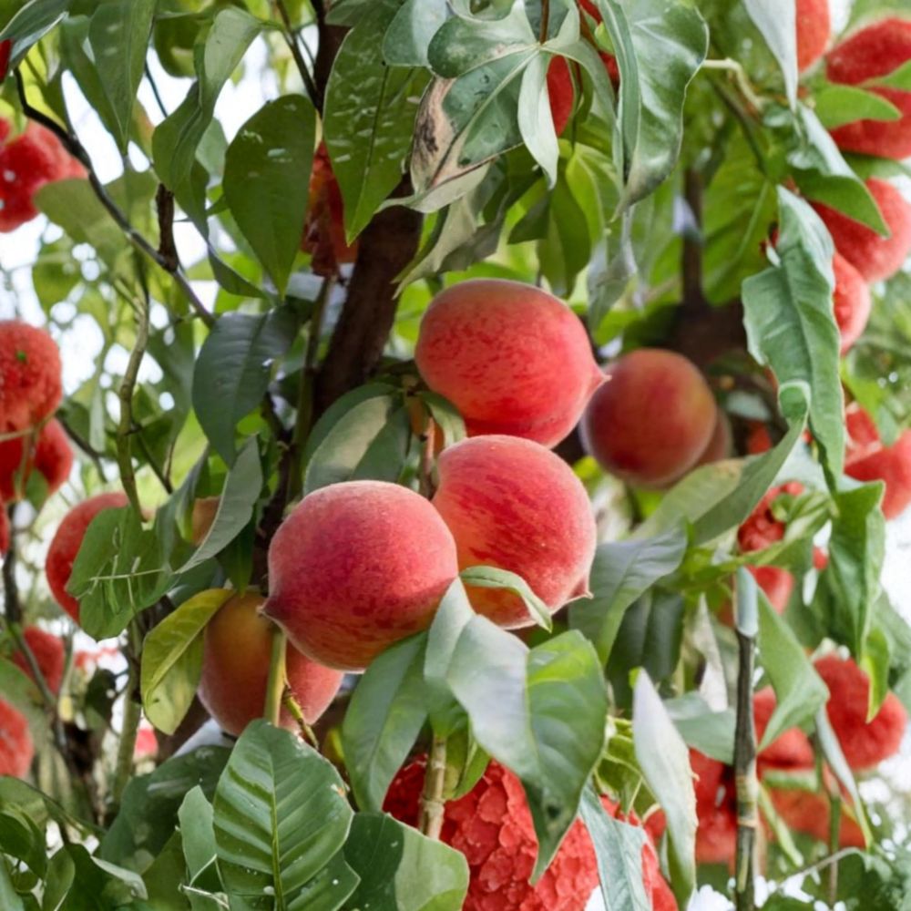 Frost Peach Tree – Live Bare Root 3 Ft Yellow Freestone Peach – Disease Resistant Self-Fertile Prunus persica