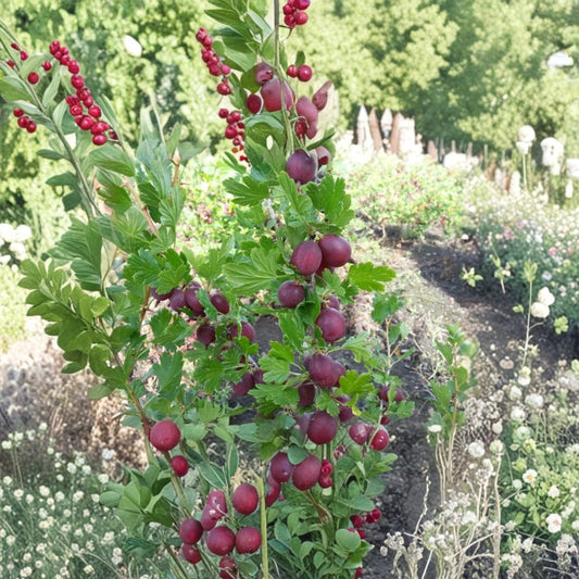 Hinnomaki Red Gooseberry Live Rooted Plant – Self-Pollinating Berry Shrub for Zones 3-7 | Sweet Red Gooseberries